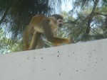 Monkey on Bonnet House Museum & Gardens wall